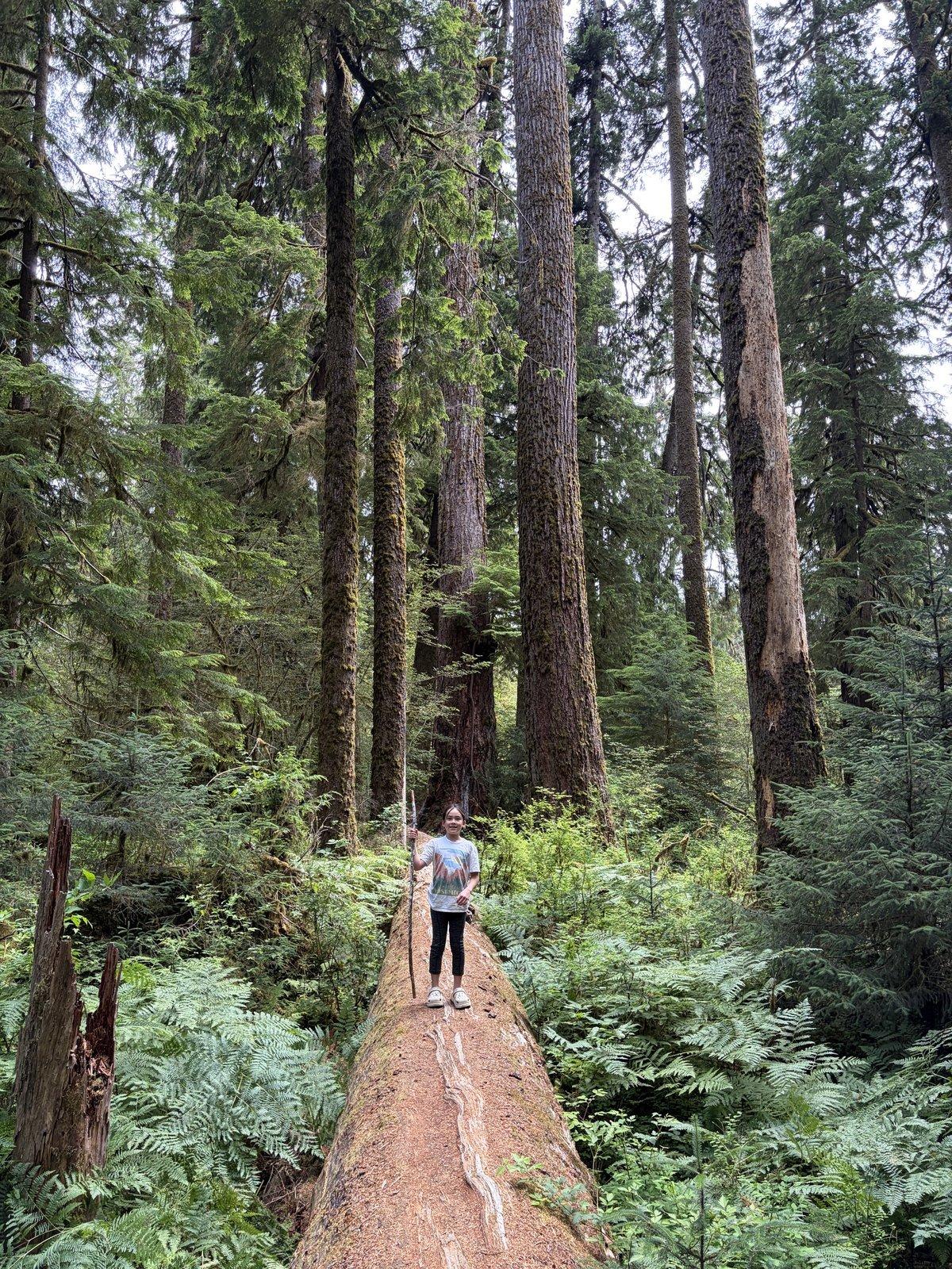 Old-growth forest — a kid walking a fallen trunk.