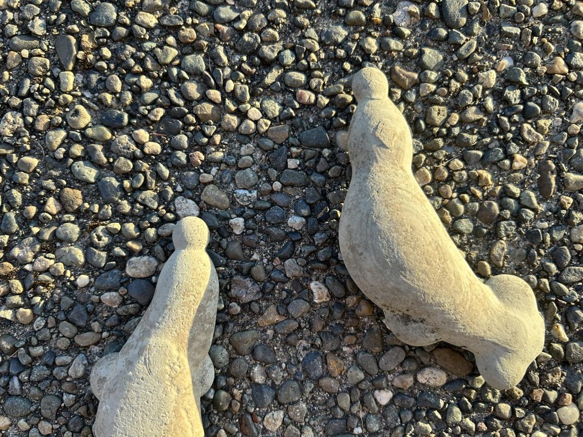 Seals balancing balls on their noses