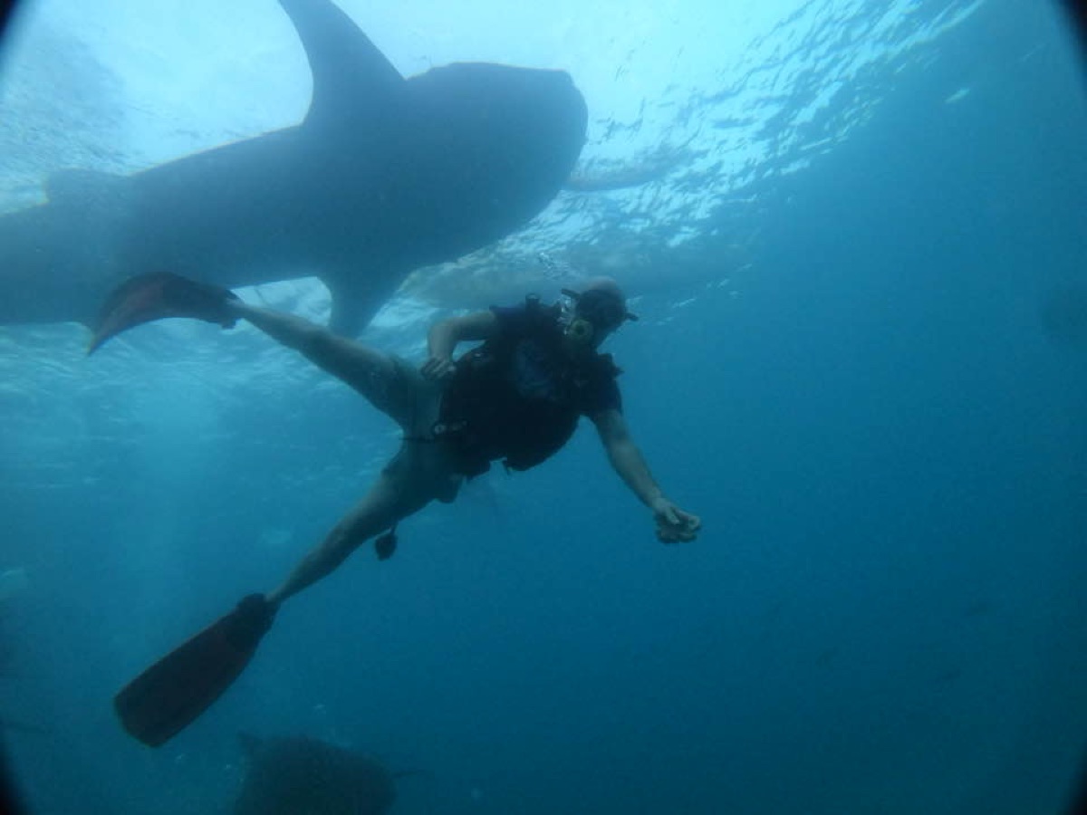 Diving with two whale sharks.